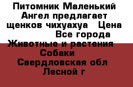 Питомник Маленький Ангел предлагает щенков чихуахуа › Цена ­ 10 000 - Все города Животные и растения » Собаки   . Свердловская обл.,Лесной г.
